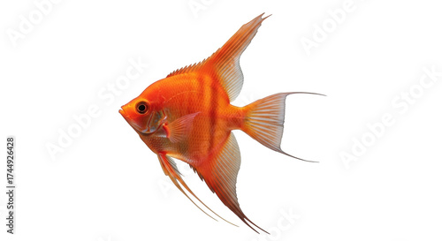 Photos Isolated orange angelfish swimming, with long flowing fins in aquarium, tropical