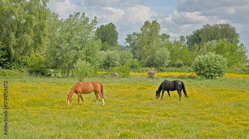  Brown and black horse grazing in a spring meadow with yellow flowers and green trees on a cloudy day near Zottegem, Flanders, Belgium 