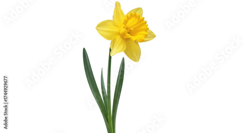 Fotografie Isolated single yellow daffodil flower with stem, leaves, and petals, springtime