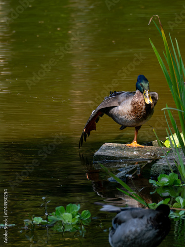 Mallard duck standing on one leg on the bank