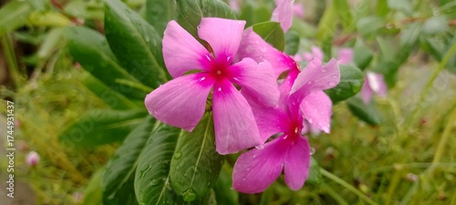 Photography Closeup of vibrant pink periwinkle flowers with water droplets on petals and gre