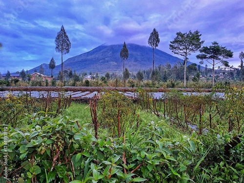 An indonesian volcano framed by trees and agricultural fields in the morning