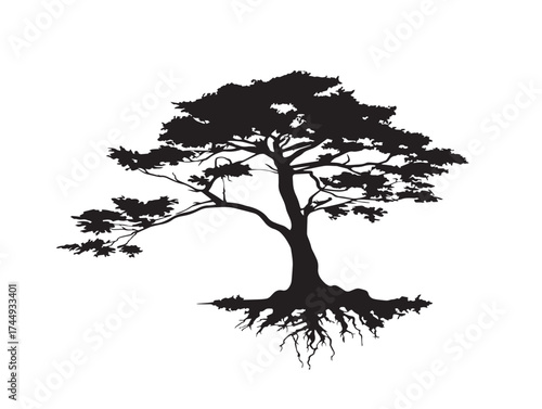Majestic Cypress Tree Silhouette with Strong Visible Roots