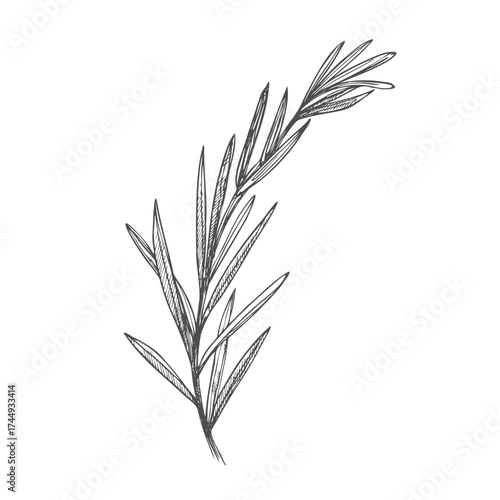 Vector sketch lavender illustration. Beautiful boquet of flowers. Doodle, line art