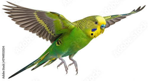 Fotografie Isolated green and yellow budgerigar with wings spread ready to land on its feet