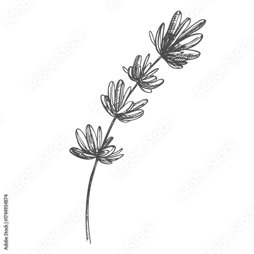 Vector lavender hand drawn illustration.Healing and cosmetics herb.Medical plant. Great for traditional medicine design. Great design for natural and organic products.