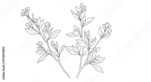 Botanical illustration of two sprigs of flowering thyme.