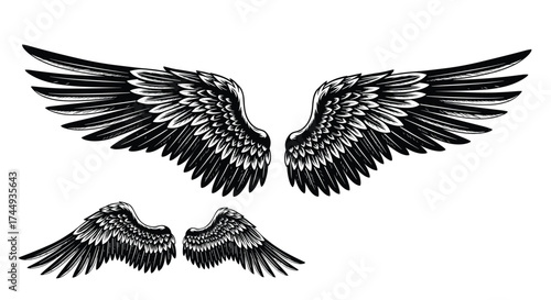 Black and white illustration of four sets of bird wings.