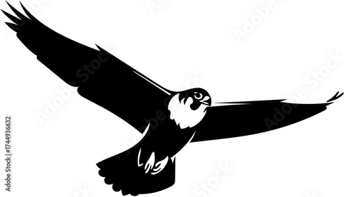 Flying Eagle or Osprey Hunting Black Silhouette