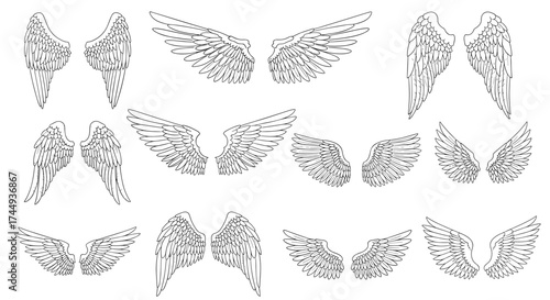 A collection of varied abstract wing patterns.