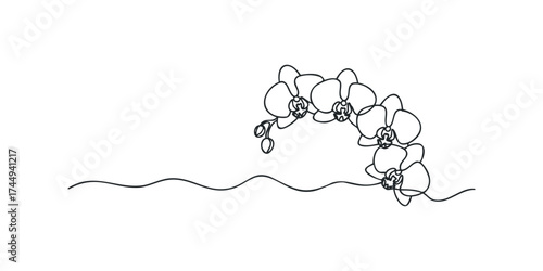 Continuous line drawing of orchid flowers and stem