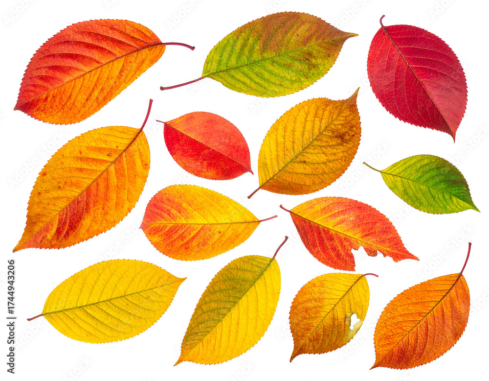 Fototapeta premium vibrant colour autumn leaves isolated on transparent background, PNG file