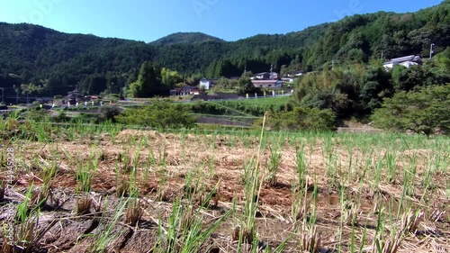 秋の田園