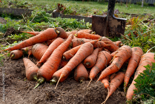 Just uprooted juicy carrots in vegetable bed, carrots growing in garden, harvest of carrots in field, agriculture concept