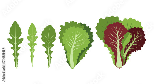 A collection of fresh leafy green vegetables including arugula and lettuce varieties for healthy eating and cooking.