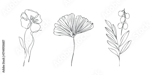 Three continuous line drawings of botanical elements