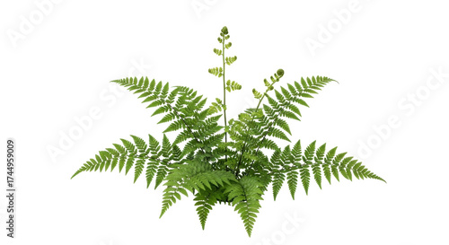 Fotografie Isolated Beautiful fern with fronds in vibrant green for plant design, illustrat
