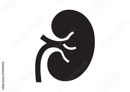 Kidney icon, Kidney solid vector design