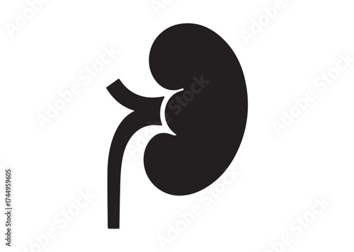 Kidney icon, Kidney solid vector design