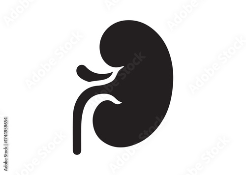 Kidney icon, Kidney solid vector design