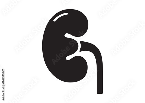 Kidney icon, Kidney solid vector design