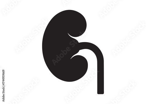 Kidney icon, Kidney solid vector design
