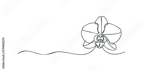 Single line drawing of a delicate orchid flower