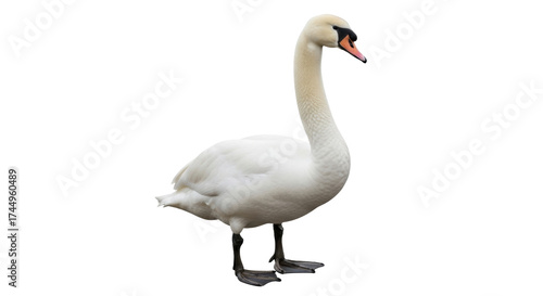 Fototapeta Naklejka Na Ścianę i Meble -  Isolated Mute Swan Standing Tall Elegantly, Serene Wildlife Portrait, Graceful Bird