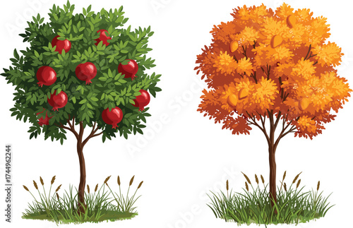 Apple tree with red fruits, oak tree with acorns, autumn foliage, seasonal contrast, nature diversity, outdoor landscape, garden scene, flora