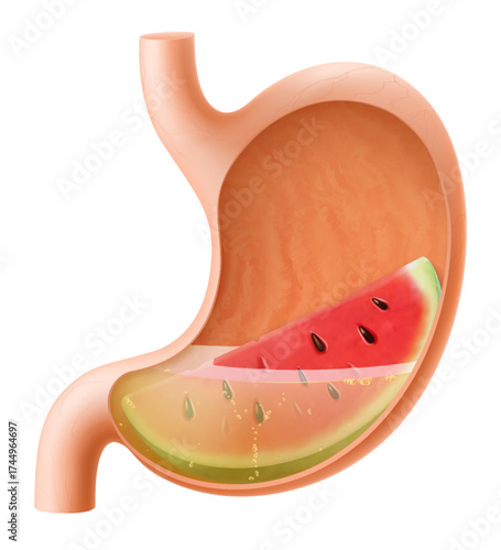 Human Stomach with watermelon. The stomach digests watermelon. A stomach filled with healthy and wholesome food. Proper nutrition. Realistic 3d Vector illustration. Food digestion process illustration