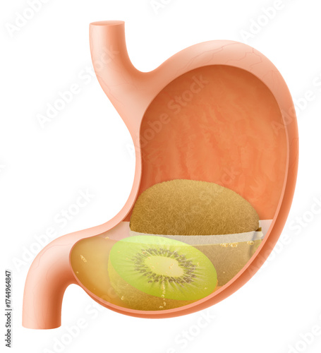 Human Stomach with kiwi fruit. The stomach digests kiwi. A stomach filled with healthy and wholesome food. Proper nutrition. Realistic 3d Vector illustration. Food digestion process.