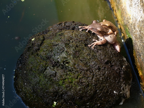 Frogs are mating on water , Amphibians in tropical Asia , Local creature in Thailand , Reproductive system of animal , Common tree frog breeding by the male is hugged on the female back