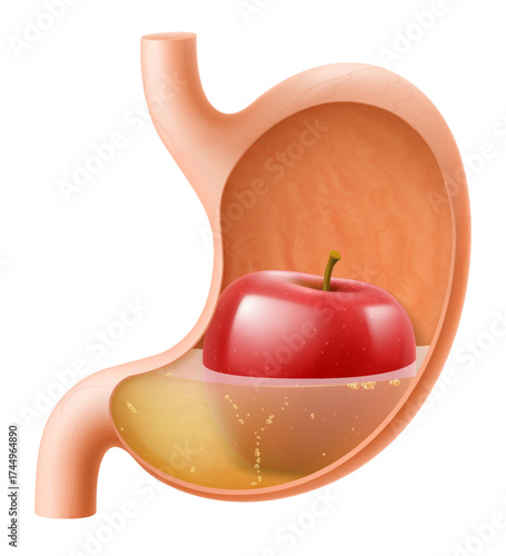 Human Stomach with red apple. The stomach digests apple. A stomach filled with healthy and wholesome food. Proper nutrition. Realistic 3d Vector illustration. Food digestion process illustration