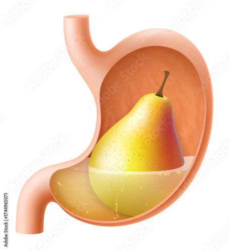 Human Stomach with pear. The stomach digests pear. A stomach filled with healthy and wholesome food. Proper nutrition. Realistic 3d Vector illustration. Food digestion process illustration