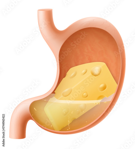 Human Stomach with cheese. The stomach digests cheese. A stomach filled with healthy and wholesome food. Proper nutrition. Realistic 3d Vector illustration. Food digestion process illustration