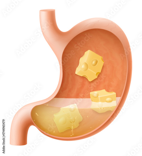Human Stomach with cheese. The stomach digests cheese. A stomach filled with healthy and wholesome food. Proper nutrition. Realistic 3d Vector illustration. Food digestion process illustration