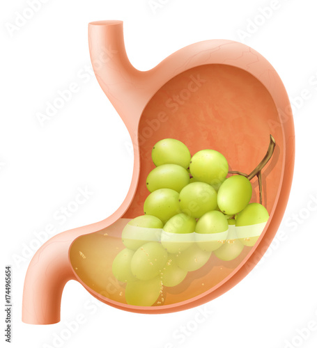 Human Stomach with grape. The stomach digests grape. A stomach filled with healthy and wholesome food. Proper nutrition. Realistic 3d Vector illustration. Food digestion process illustration