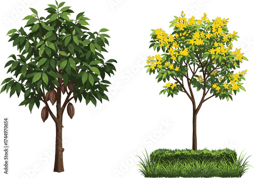 Cacao fruit tree and yellow flowering tree side by side, vibrant foliage, botanical contrast, nature diversity, agriculture, garden, flora, landscape