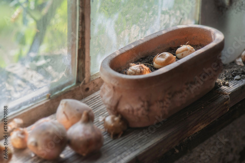 flower bulb placed on a plank and a decortive flowerpot full of dirt placed n...