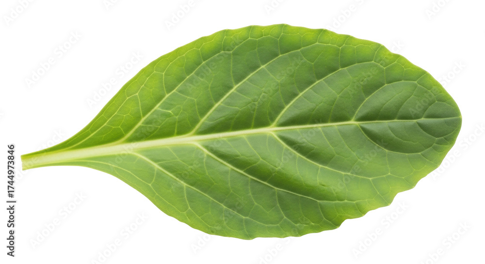 Fototapeta premium Isolated Mustard leaf, green vegetable, brassica rapa, green leaf, healthy food ingredient