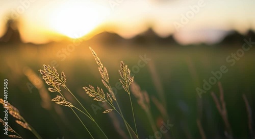 Golden sunset illuminates tall grass swaying gently in a peaceful meadow, creating a serene natural landscape.