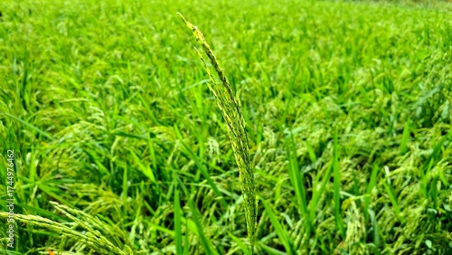new rice plants are starting to bear fruit