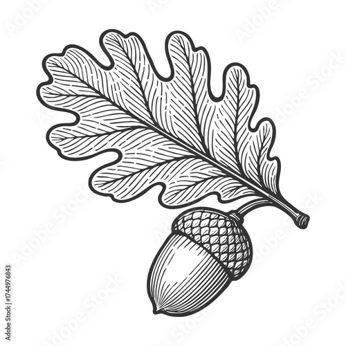 oak leaf with acorn, nature, autumn, growth, and woodland plants sketch engraving generative ai vector illustration. Scratch board imitation. Black and white image.
