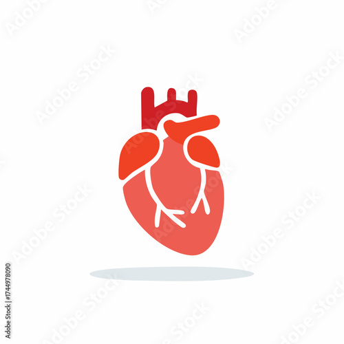Red Heart Anatomy Graphic Illustration, Cardiovascular System Organ