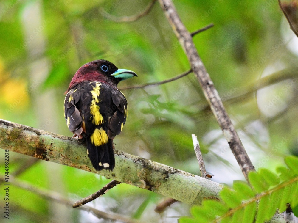 Obraz premium A back view of Banded Broadbill perched on a branch shows its brilliant blue broad bill, the purplish-red plumage, and the yellow-streaked black wings at Kaeng Krachan Thailand 