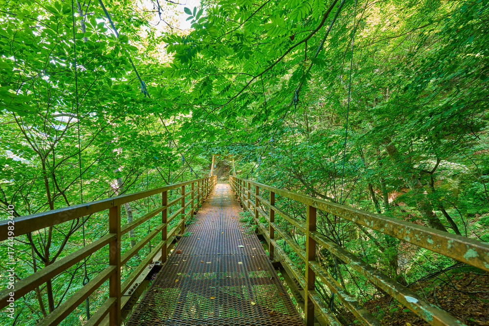 Fototapeta premium 山梨県山梨市 西沢渓谷に架かるしゃくなげ橋(吊り橋)