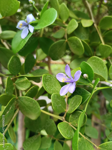 purple flower in the garden