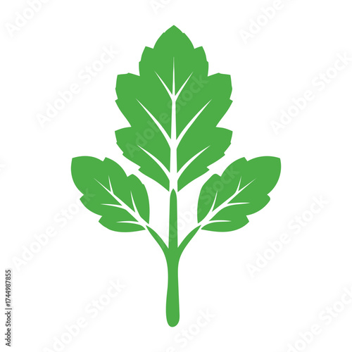 Green parsley herb leaf detailed macro photography nature organic food ingredient