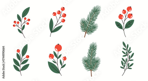 Christmas berries and pine branches illustration.
