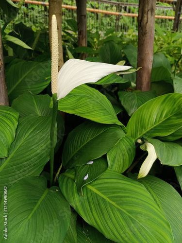 peace lily in the garden